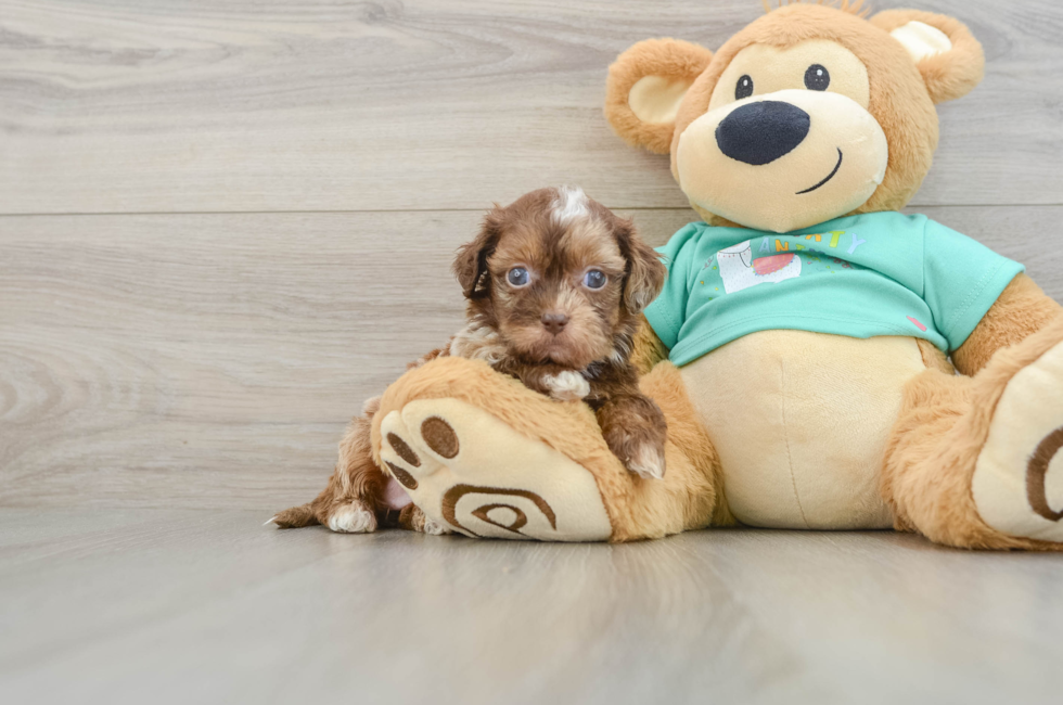 5 week old Shih Poo Puppy For Sale - Florida Fur Babies
