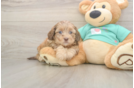Small Shih Poo Baby