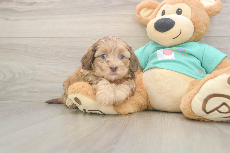 Small Shih Poo Baby