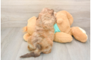 Best Shih Poo Baby