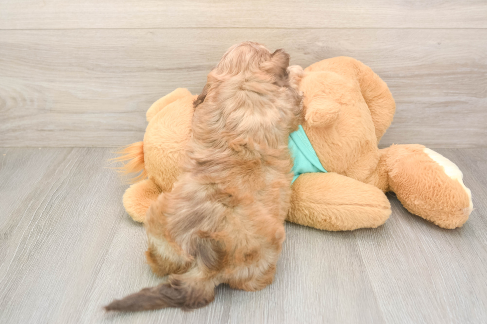 Best Shih Poo Baby