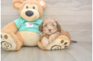 Hypoallergenic Shihpoo Poodle Mix Puppy