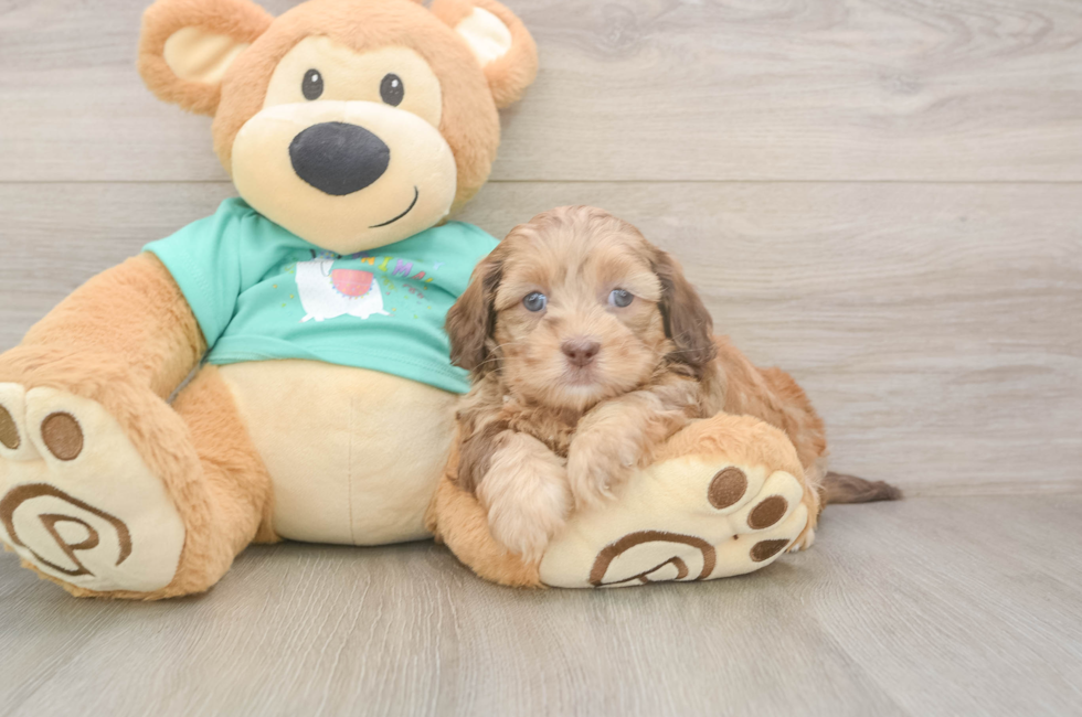 5 week old Shih Poo Puppy For Sale - Florida Fur Babies