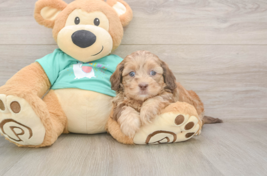 Hypoallergenic Shihpoo Poodle Mix Puppy