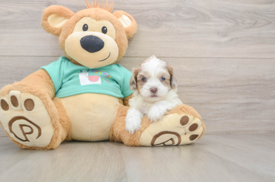 Adorable Shihpoo Poodle Mix Puppy