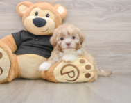 7 week old Shih Poo Puppy For Sale - Florida Fur Babies