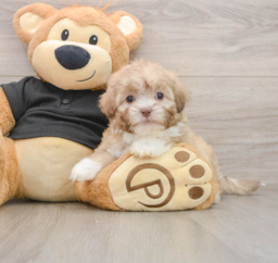 9 week old Shih Poo Puppy For Sale - Florida Fur Babies