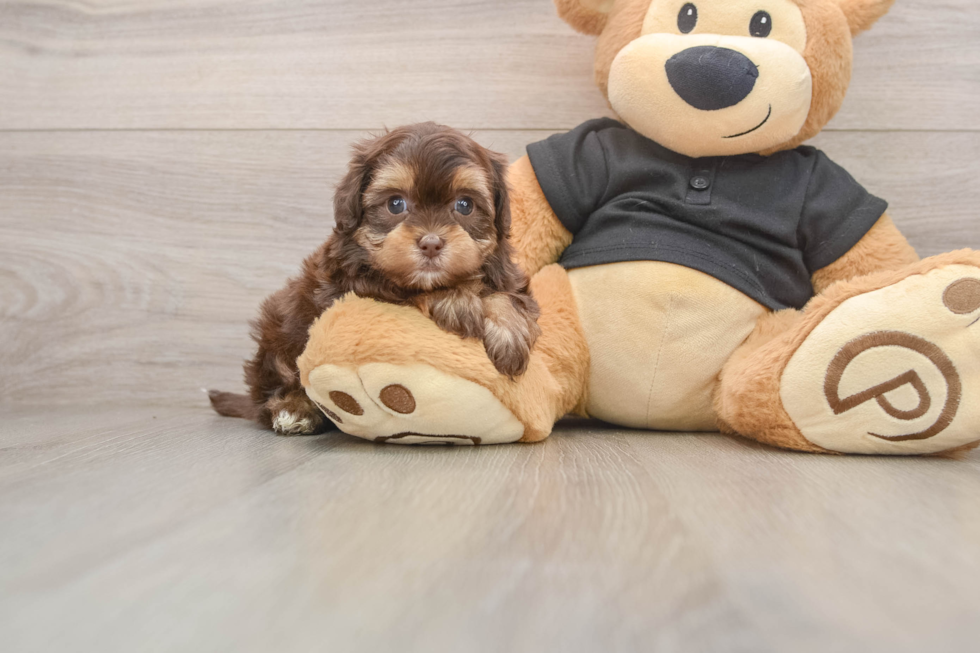 Little Shihpoo Poodle Mix Puppy