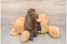Adorable Shih Poo Poodle Mix Puppy