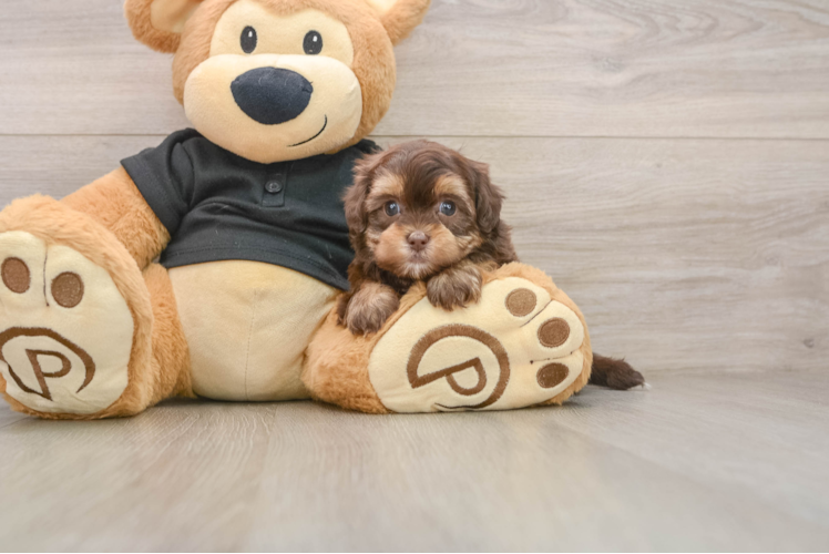 Happy Shih Poo Baby
