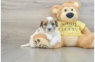 Shih Poo Puppy for Adoption