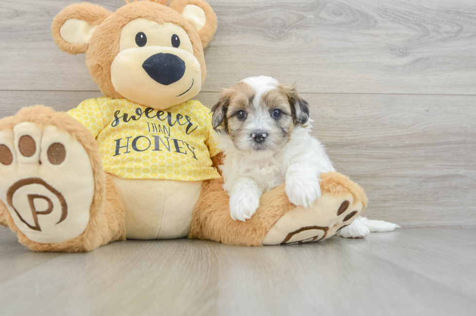 7 week old Shih Poo Puppy For Sale - Florida Fur Babies