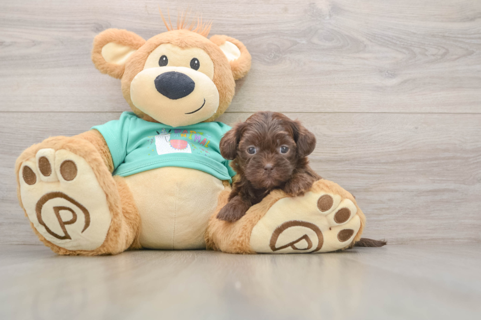 Friendly Shih Poo Baby