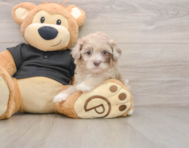 8 week old Shih Poo Puppy For Sale - Florida Fur Babies