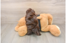 Popular Shih Poo Poodle Mix Pup