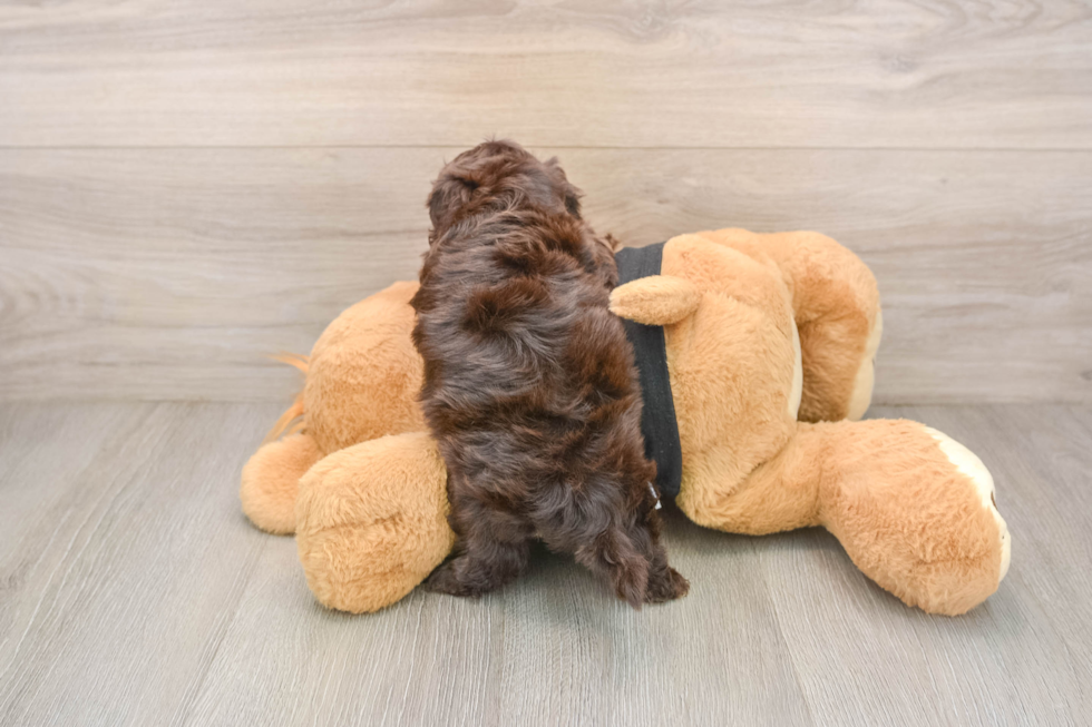 Popular Shih Poo Poodle Mix Pup