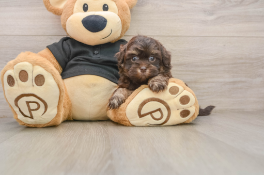 Playful Shih Poo Poodle Mix Puppy