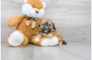 Meet Emily - our Shih Poo Puppy Photo 2/3 - Florida Fur Babies