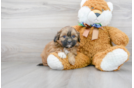 Meet Emily - our Shih Poo Puppy Photo 1/3 - Florida Fur Babies