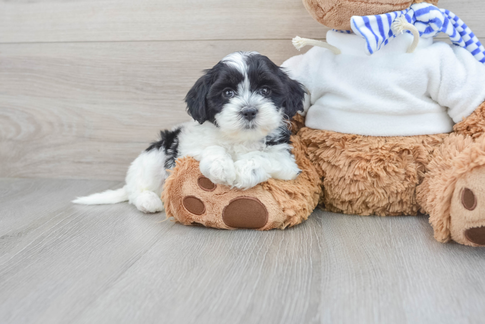 Petite Shih Poo Poodle Mix Pup