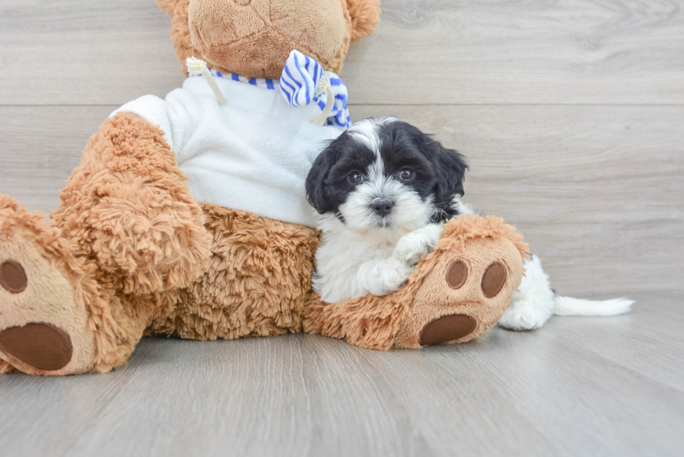 Happy Shih Poo Baby