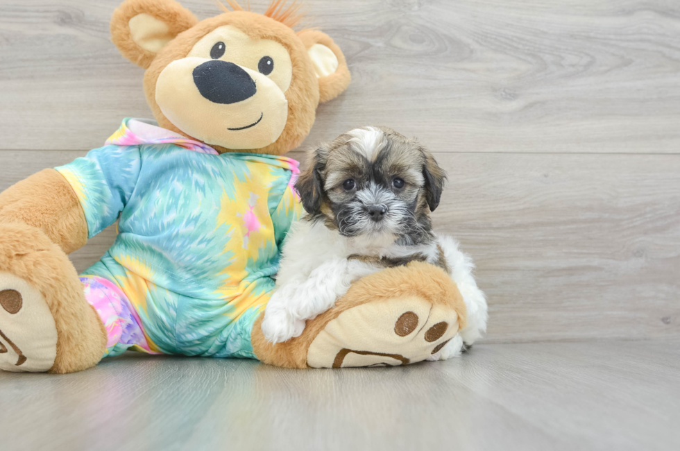 7 week old Shih Poo Puppy For Sale - Florida Fur Babies