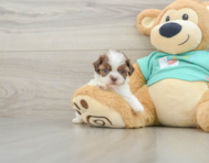 9 week old Shih Poo Puppy For Sale - Florida Fur Babies