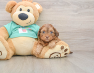 6 week old Shih Poo Puppy For Sale - Florida Fur Babies