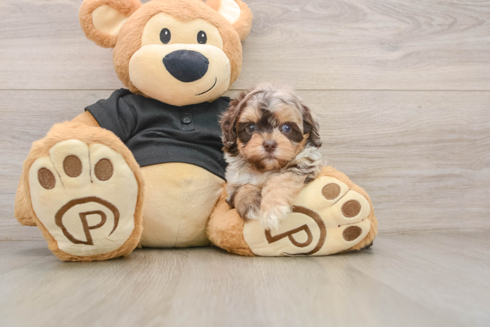 Shih Poo Pup Being Cute