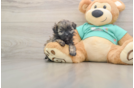 Energetic Shihpoo Poodle Mix Puppy