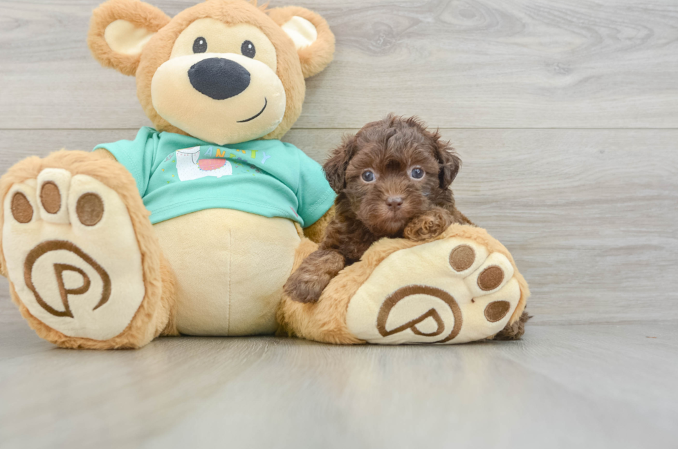 5 week old Shih Poo Puppy For Sale - Florida Fur Babies