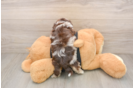 Little Shihpoo Poodle Mix Puppy