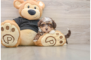 Best Shih Poo Baby