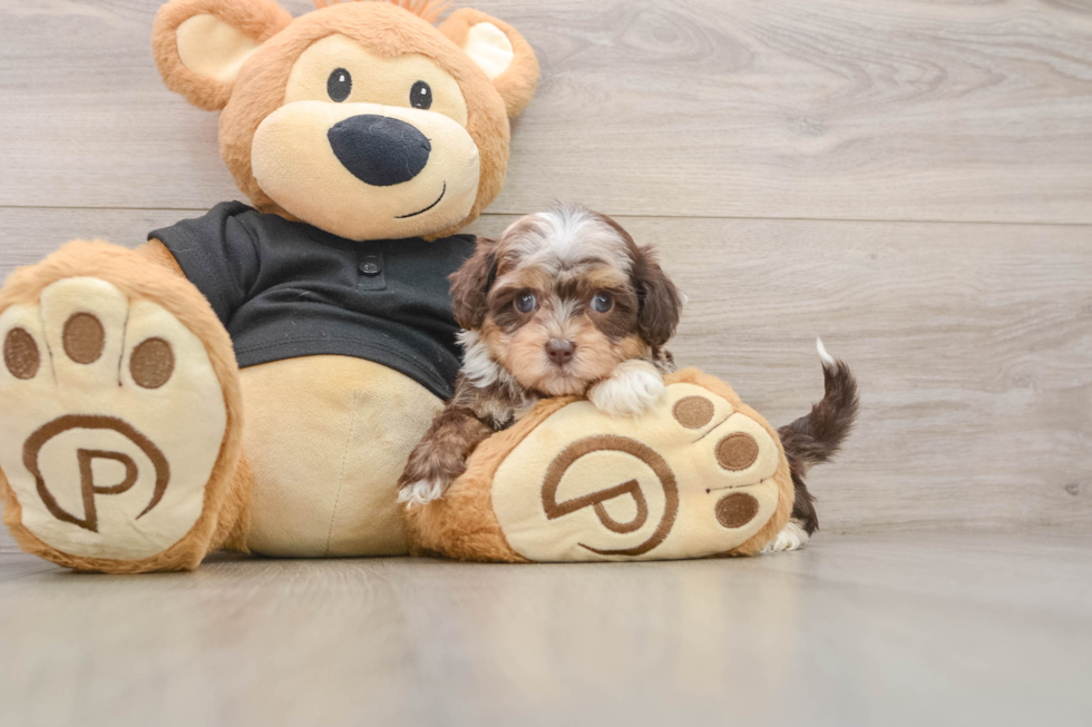 Best Shih Poo Baby