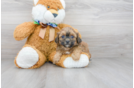Meet Eve - our Shih Poo Puppy Photo 2/3 - Florida Fur Babies