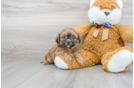 Meet Eve - our Shih Poo Puppy Photo 1/3 - Florida Fur Babies