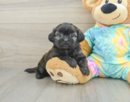 5 week old Shih Poo Puppy For Sale - Florida Fur Babies