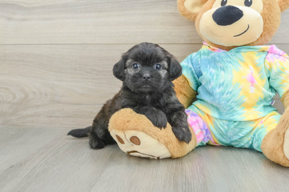 5 week old Shih Poo Puppy For Sale - Florida Fur Babies