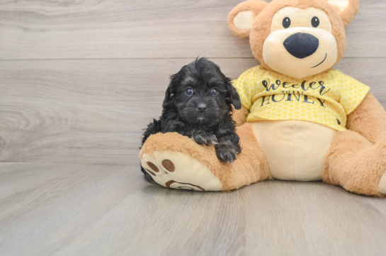Popular Shih Poo Poodle Mix Pup
