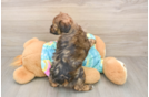 Shih Poo Pup Being Cute
