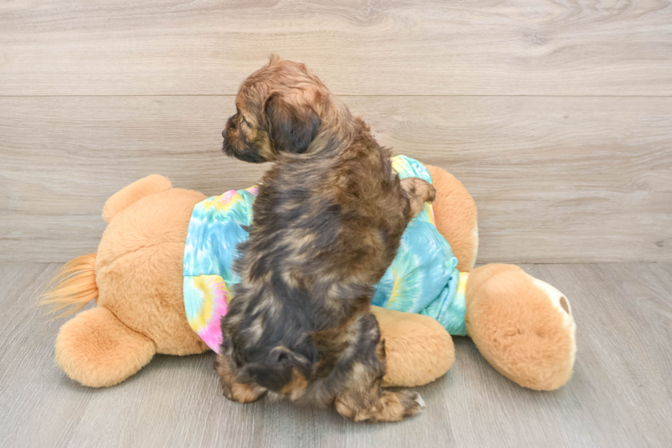 Shih Poo Pup Being Cute