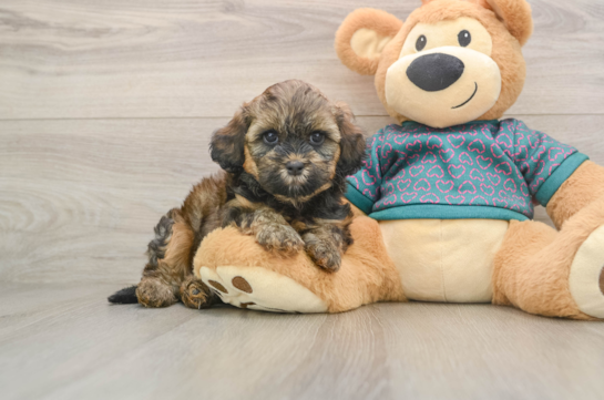 Little Shih Poo Poodle Mix Puppy