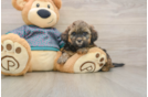 Shih Poo Puppy for Adoption