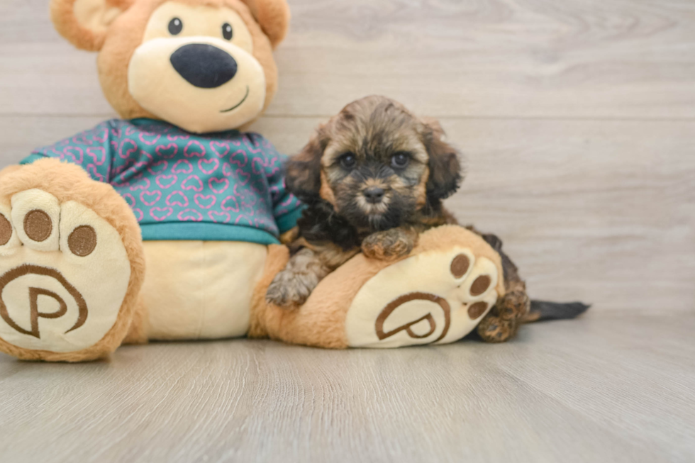 Shih Poo Puppy for Adoption