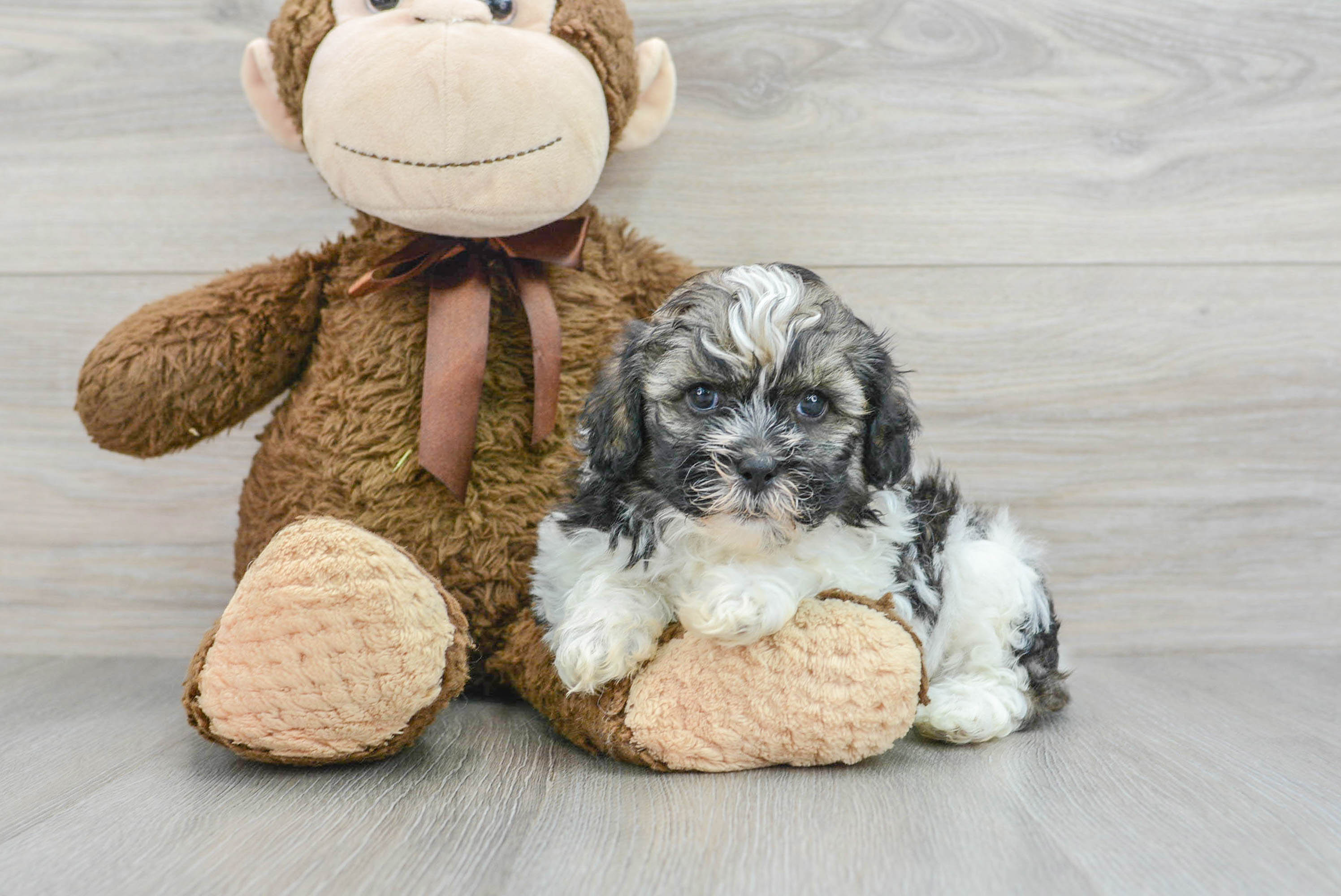 shih-poo-finn-