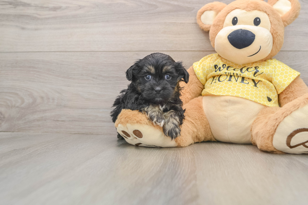 Fluffy Shih Poo Poodle Mix Pup