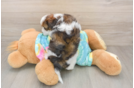 Shih Poo Puppy for Adoption