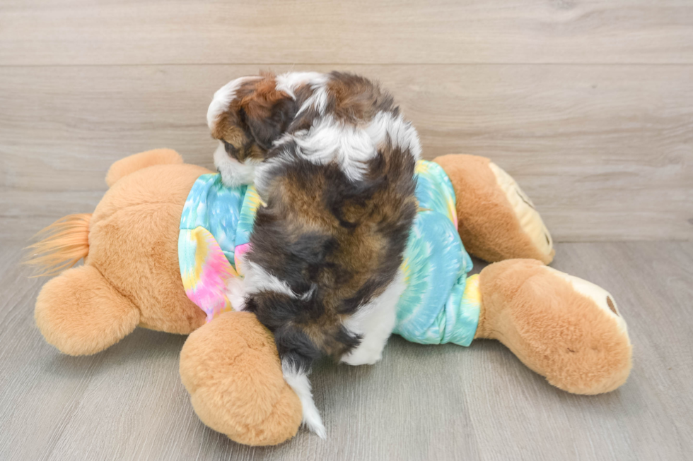 Shih Poo Puppy for Adoption