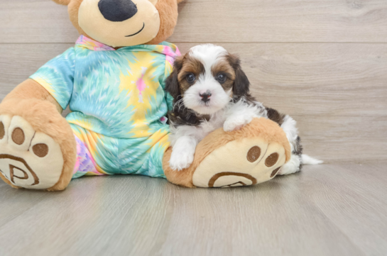 Shih Poo Puppy for Adoption