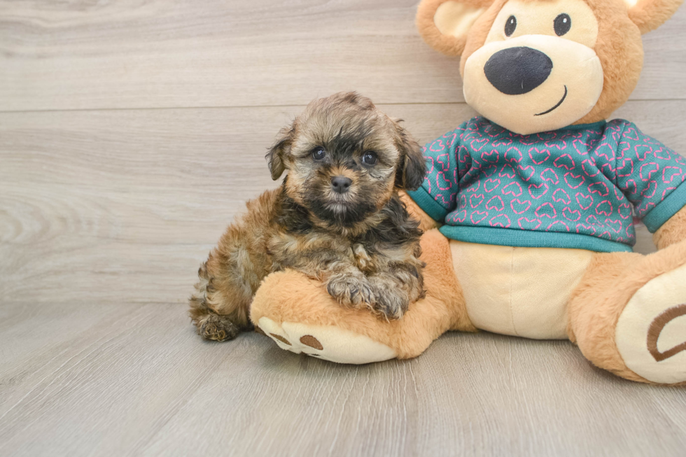 Best Shih Poo Baby